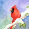 aceo-birds-cardinal1-web