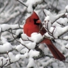 cardinal-snow2