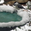 chickadee-snowybirdbath