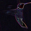 hummingbirdflight-pse