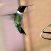 hummingbirdflight