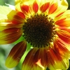 sunflower-close