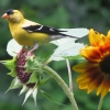 sunflower-goldfinch1