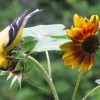 sunflower-goldfinch2