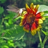 sunflower-hummer